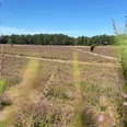Heideblüte in der Klein Bünstorfer Heide bei Bad Bevensen.