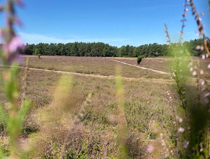 Heideblüte in der Klein Bünstorfer Heide bei Bad Bevensen.Heather blossom in the Klein Bünstorfer Heide near Bad Bevensen.Lyngblomster i Klein Bünstorfer Heide nær Bad Bevensen.Heidebloesem in de Klein Bünstorfer Heide bij Bad Bevensen.