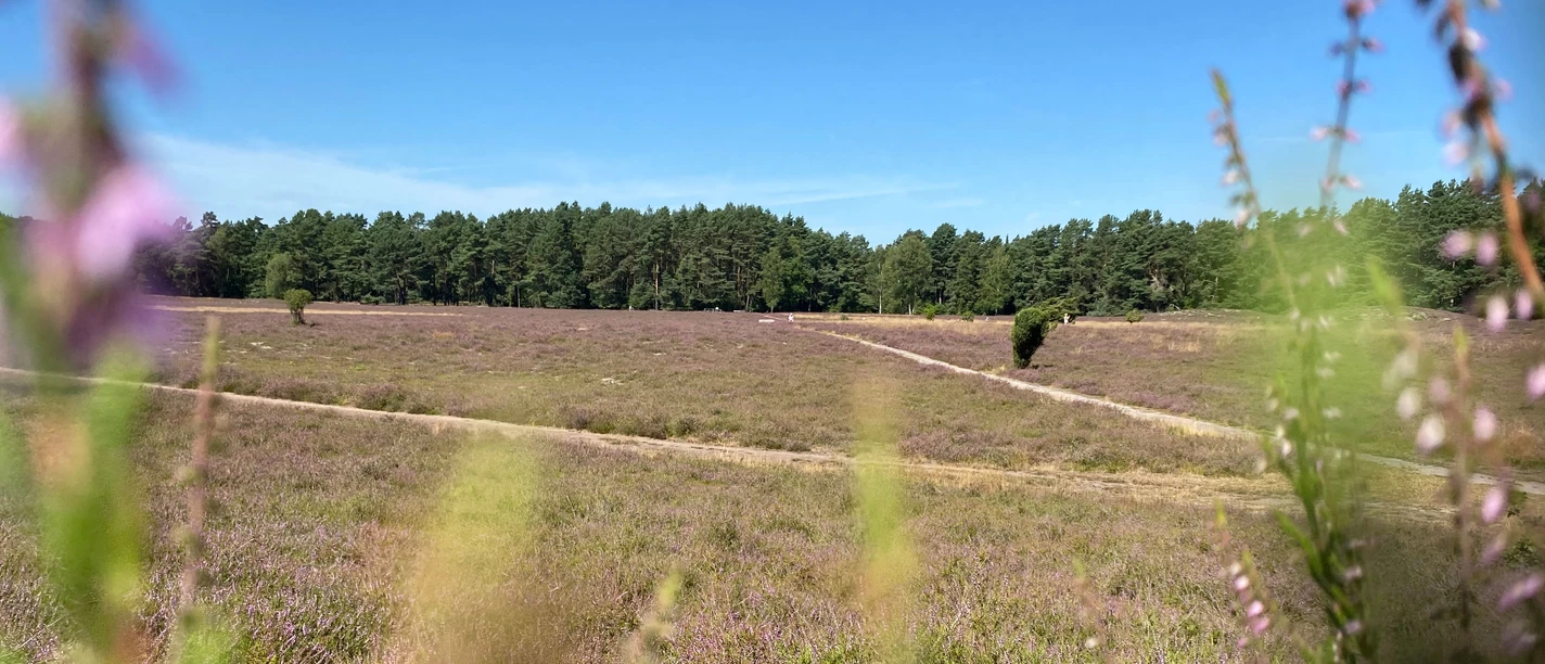 Heideblüte in der Klein Bünstorfer Heide bei Bad Bevensen. Heideblüte in der Klein Bünstorfer Heide bei Bad Bevensen.
