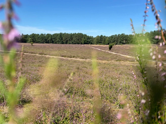 Heideblüte in der Klein Bünstorfer Heide bei Bad Bevensen. Heideblüte in der Klein Bünstorfer Heide bei Bad Bevensen.Heather blossom in the Klein Bünstorfer Heide near Bad Bevensen.Lyngblomster i Klein Bünstorfer Heide nær Bad Bevensen.Heidebloesem in de Klein Bünstorfer Heide bij Bad Bevensen.