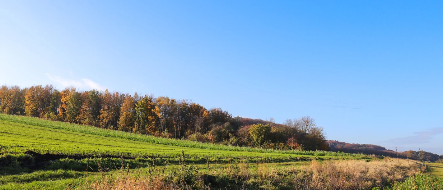 Stemweder Berg im Herbst
