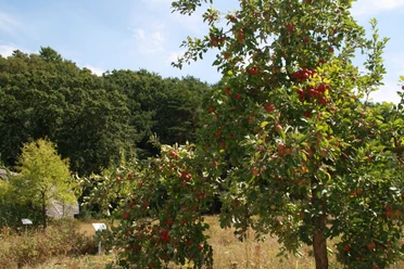Streuobstwiese Stemweder Berg
