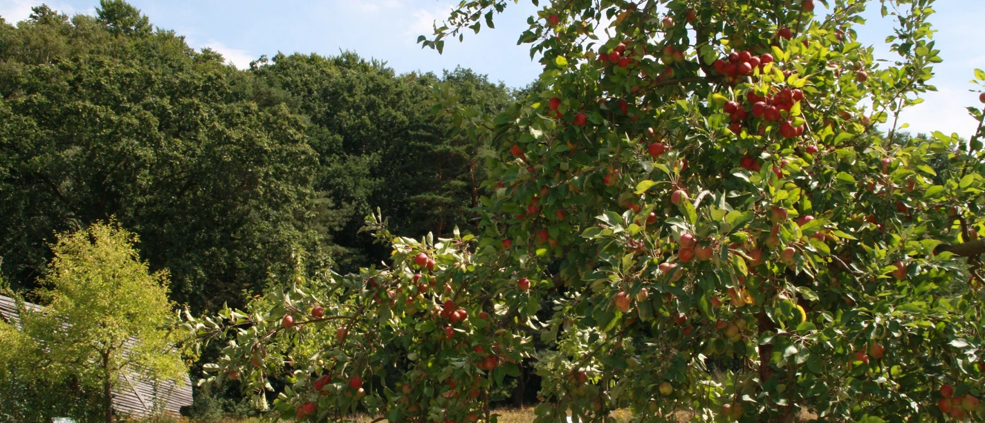 Streuobstwiese Stemweder Berg