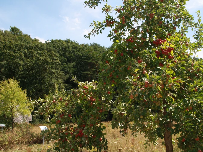 Streuobstwiese Stemweder Berg