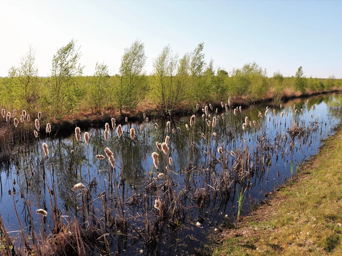 Rohrkolben inmitten von Wasserlandschaft im Moor