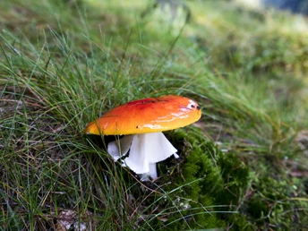 Fliegenpilz im Wald bei Willingen