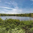 Heiliges Meer bei Ibbenbüren Blick über den dichten Schilfgürtel eines Sees, umgeben von Bäumen unter einem weitläufigen Himmel.