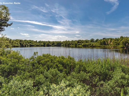 Heiliges Meer bei Ibbenbüren Blick über den dichten Schilfgürtel eines Sees, umgeben von Bäumen unter einem weitläufigen Himmel.