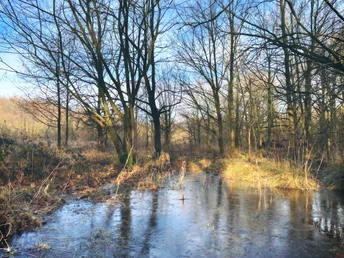Hollager Berg im Winter Wald mit kahlen Bäumen im Winter, Eis überzieht die Wasserfläche im Vordergrund.Forest with bare trees in winter, ice covers the water surface in the foreground.Skov med nøgne træer om vinteren, is dækker vandoverfladen i forgrunden.Bos met kale bomen in de winter, ijs bedekt het wateroppervlak op de voorgrond.