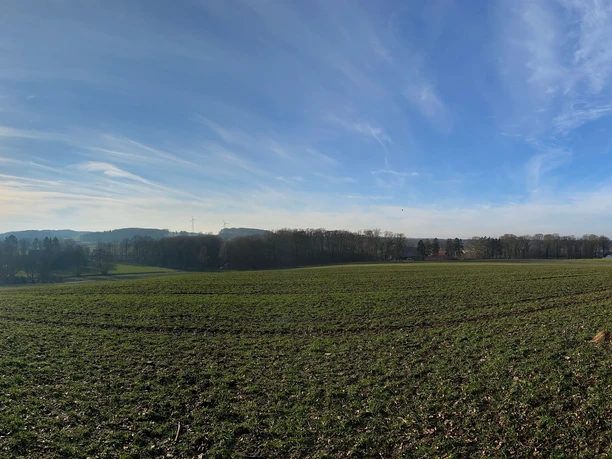 Wandern im Winter in Wallenhorst Hollage Weites grünes Feld unter blauem Himmel mit leichter Bewölkung und tief stehender Sonne.