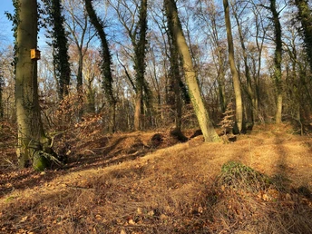 Lichtdurchfluteter Waldboden mit Laub, hohen Bäumen und einem Vogelhaus links im Bild.Light-flooded forest floor with foliage, tall trees and a birdhouse on the left of the picture.Lys skovbund med løv, høje træer og et fuglehus til venstre i billedet.Lichtovergoten bosgrond met gebladerte, hoge bomen en een vogelhuisje links op de foto.