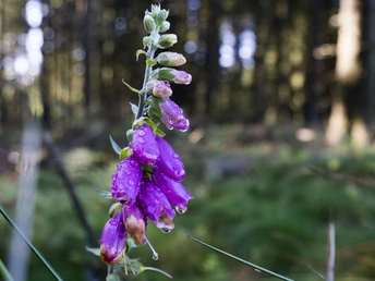 Fingerhut im Wald bei Willingen