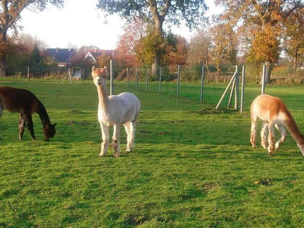 Alpaka-Strohabenteuer.JPG Alpaka Strohabenteuer Aurich