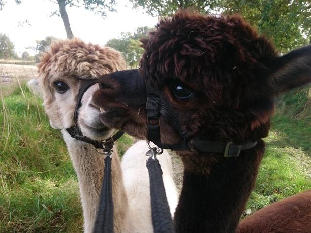 Strohabenteuer-Alpaka.JPG Strohabenteuer-Alpaka Aurich