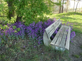 Wandertour "Achimer Höhen und Tiefen" Holzbank inmitten blühender violetter Blumen am Waldrand, lädt zur Rast und Naturbetrachtung ein.