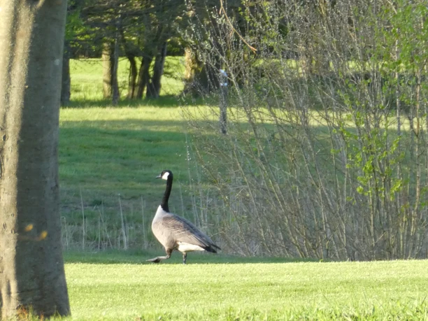 Grauwe gans schrijdt over een groene weide, met bomen en een schaars begroeide struik op de achtergrond.