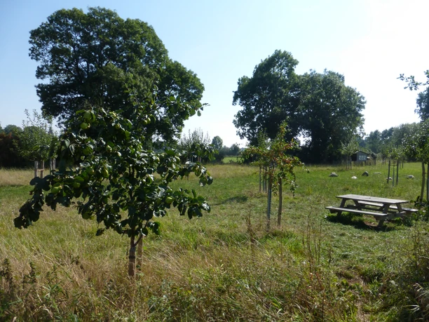 Jonge bomen staan in een uitgestrekte boomgaard onder een blauwe hemel, met bankjes op de achtergrond.