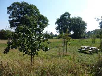 Streuobstwiese Achimer Marsch Auf einer weitläufigen Streuobstwiese stehen junge Bäume unter blauem Himmel, im Hintergrund Bänke.