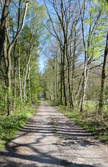 Ein unbefestigter, von Bäumen gesäumter Wanderweg erstreckt sich ins Weite, flankiert von frischem Grün.