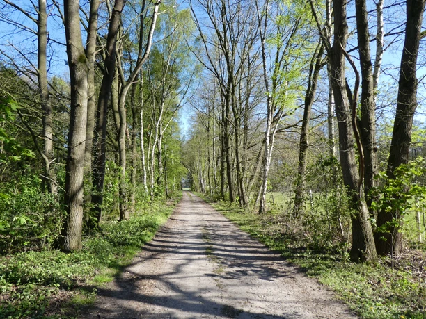 Een onverhard, met bomen omzoomd wandelpad strekt zich in de verte uit, geflankeerd door weelderig groen.