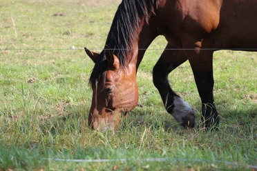 Ein braunes Pferd frisst Gras auf einer grünen Weide im Sonnenschein, nahe der Mittelweser.