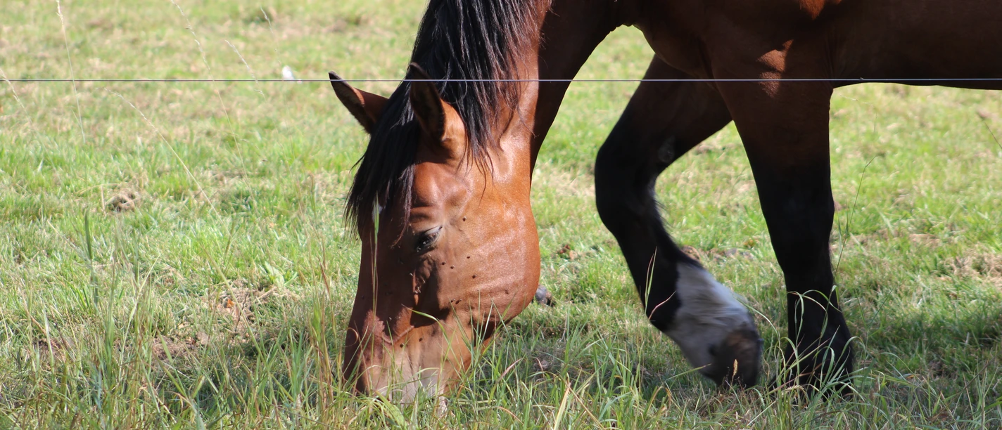 Pferd Mittelweser Ein braunes Pferd frisst Gras auf einer grünen Weide im Sonnenschein, nahe der Mittelweser.
