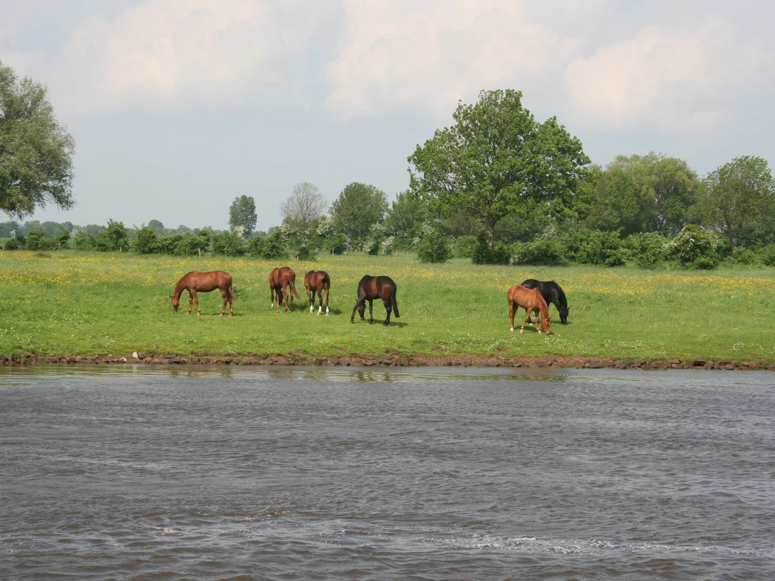 Sechs Pferde grasen friedlich auf einer grünen Wiese nahe einem Fluss unter bewölktem Himmel.