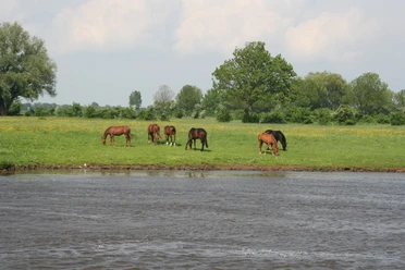 Pferdeparadies Mittelweser Sechs Pferde grasen friedlich auf einer grünen Wiese nahe einem Fluss unter bewölktem Himmel.