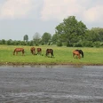 Pferdeparadies Mittelweser Sechs Pferde grasen friedlich auf einer grünen Wiese nahe einem Fluss unter bewölktem Himmel.