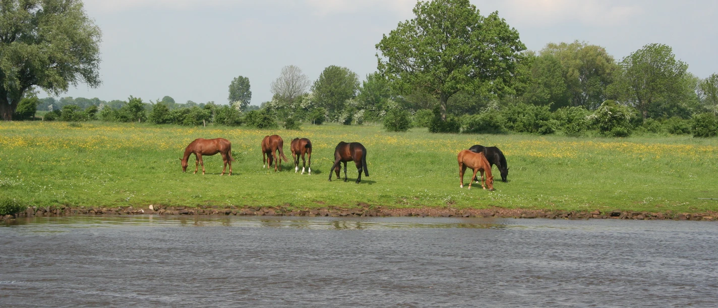 Pferdeparadies Mittelweser Sechs Pferde grasen friedlich auf einer grünen Wiese nahe einem Fluss unter bewölktem Himmel.
