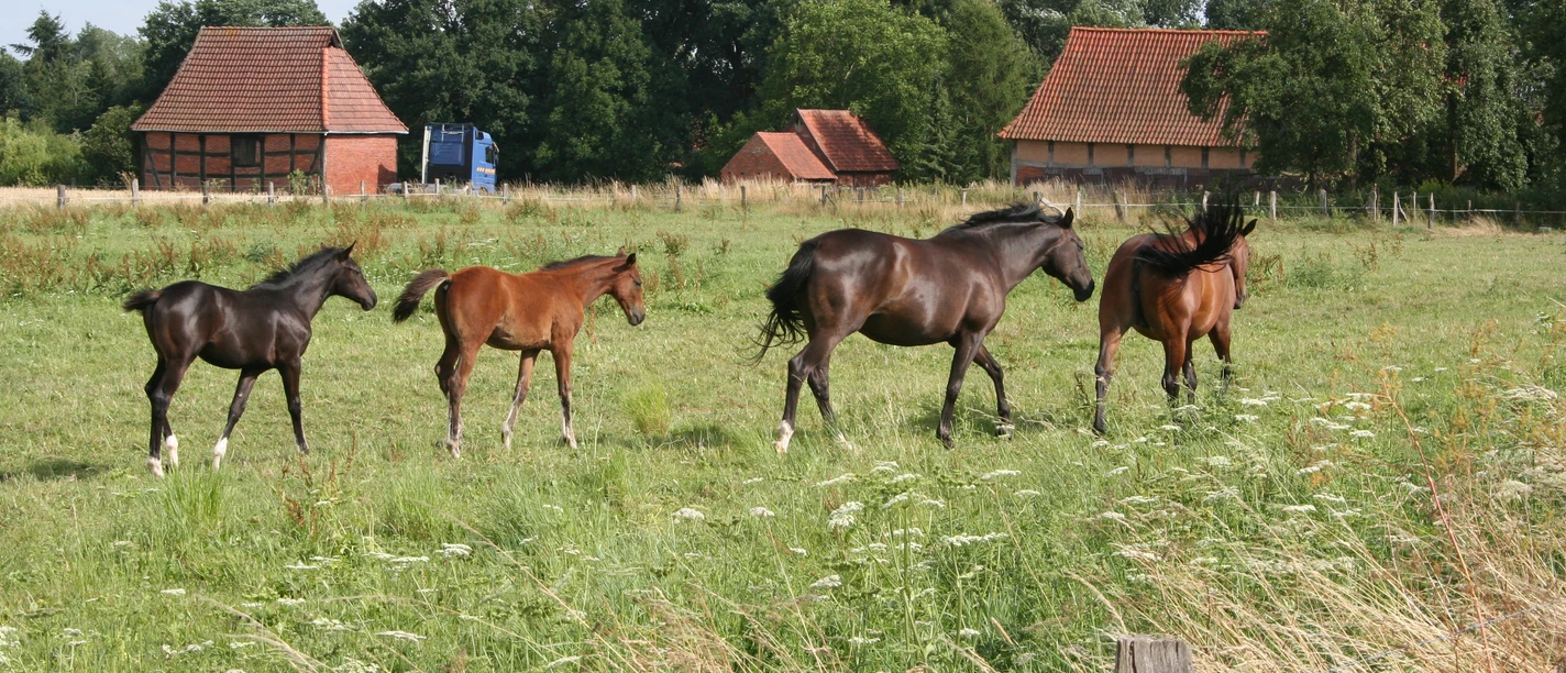 Eine Gruppe von vier Pferden, darunter zwei Fohlen, auf einer grünen Weide vor Backsteingebäuden.