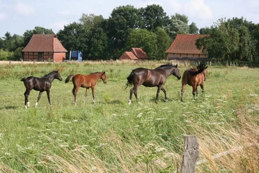 Pferde Mittelweser Eine Gruppe von vier Pferden, darunter zwei Fohlen, auf einer grünen Weide vor Backsteingebäuden.