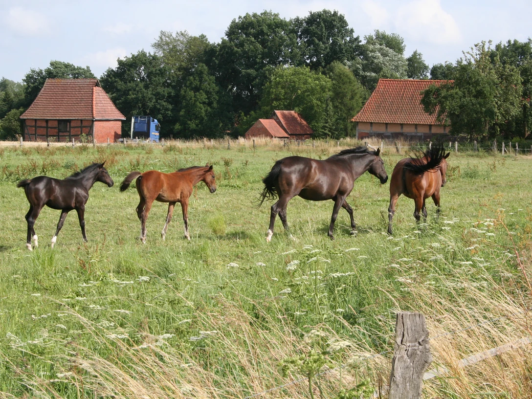 Pferde Mittelweser Eine Gruppe von vier Pferden, darunter zwei Fohlen, auf einer grünen Weide vor Backsteingebäuden.