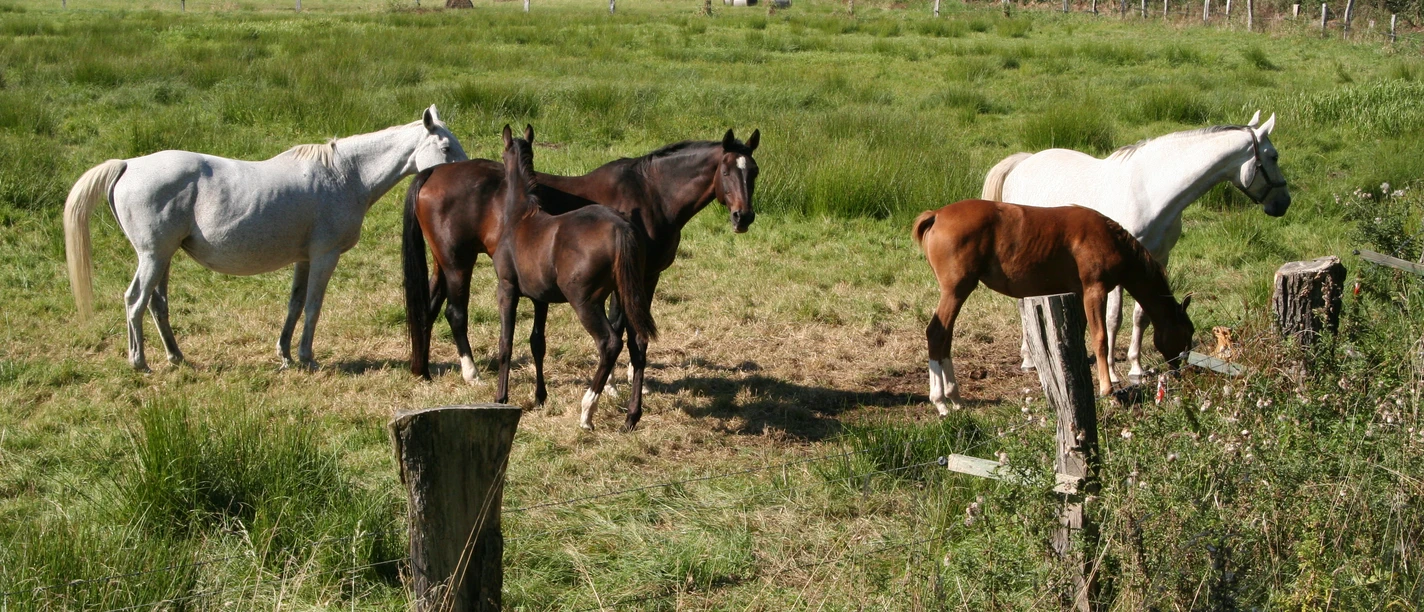 Sechs Pferde grasen friedlich auf einer saftigen Wiese nahe einem Waldstück in der Mittelweser-Region.