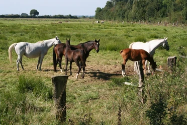 Pferde Mittelweser Sechs Pferde grasen friedlich auf einer saftigen Wiese nahe einem Waldstück in der Mittelweser-Region.