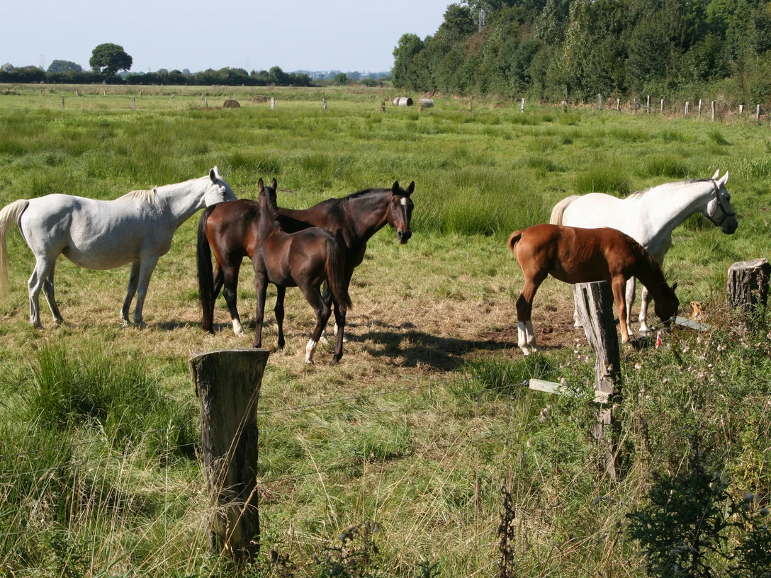 Pferde Mittelweser Sechs Pferde grasen friedlich auf einer saftigen Wiese nahe einem Waldstück in der Mittelweser-Region.