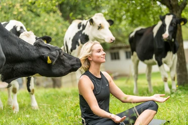 Yoga auf der Wiese Frauen beim Yoga auf einer Wiese, umgeben von neugierigen Kühen.