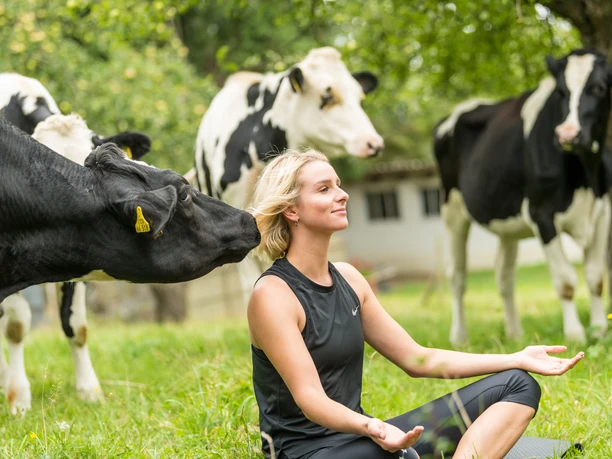 Yoga auf der Wiese Frauen beim Yoga auf einer Wiese, umgeben von neugierigen Kühen.