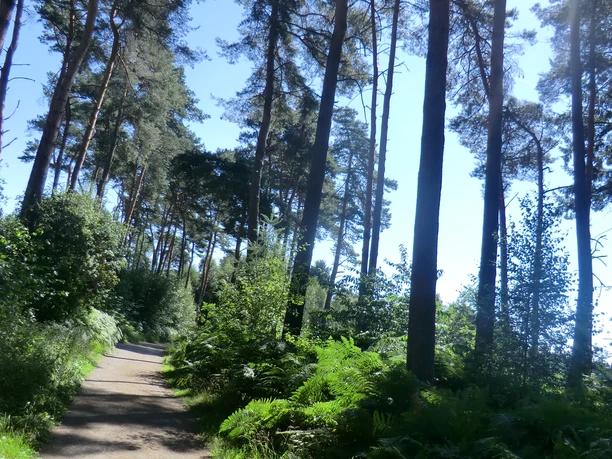 Ohligser Heide Süd
