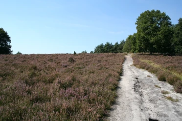 Heidelandschaft mit sandigem Wanderweg, von Bäumen gesäumt, unter klarem blauem Himmel an einem sonnigen Tag.