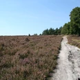 Heidelandschaft mit sandigem Wanderweg, von Bäumen gesäumt, unter klarem blauem Himmel an einem sonnigen Tag.