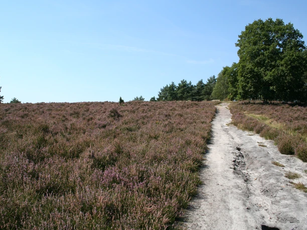 Januarsberg Heidelandschaft mit sandigem Wanderweg, von Bäumen gesäumt, unter klarem blauem Himmel an einem sonnigen Tag.