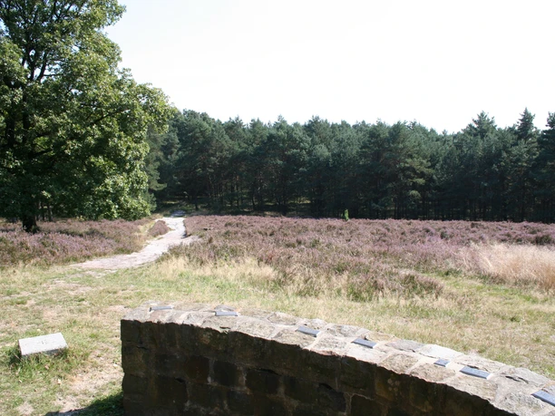 Ein sandiger Weg führt durch eine blühende Heidelandschaft, gesäumt von einem dichten Wald.