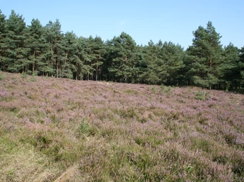 Januarsberg Heide Weites Heidefeld mit blühendem, rosa Heidekraut, umsäumt von dicht stehenden, grünen Kiefern.