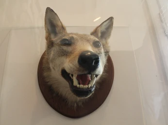Heimatmuseum Rodewald Würger vom Lichtenmoor Ausgestopfter Wolfs- oder Hundenkopf mit offenen Maul und sichtbaren Zähnen auf Holzbrett montiert.Stuffed wolf or dog head with open mouth and visible teeth mounted on wooden board.Udstoppet ulve- eller hundehoved med åben mund og synlige tænder monteret på en træplade.Opgevulde wolven- of hondenkop met open bek en zichtbare tanden gemonteerd op een houten plank.