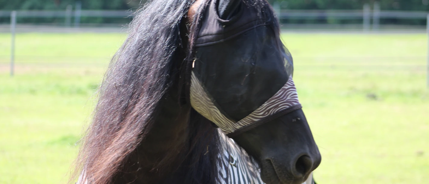 Ein Pferd steht auf einer grünen Wiese mit Fliegenmaske und Zebradekor in ländlicher Umgebung.