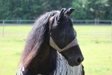 Pferd Ein Pferd steht auf einer grünen Wiese mit Fliegenmaske und Zebradekor in ländlicher Umgebung.