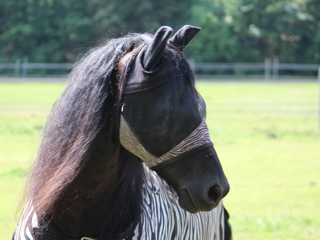 Pferd Ein Pferd steht auf einer grünen Wiese mit Fliegenmaske und Zebradekor in ländlicher Umgebung.
