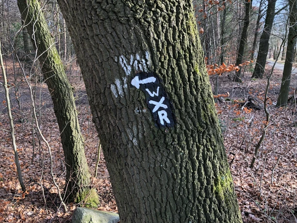 Ein Baum im Wald mit weißer Wegmarkierung "WXR" und einem Richtungspfeil nach links.