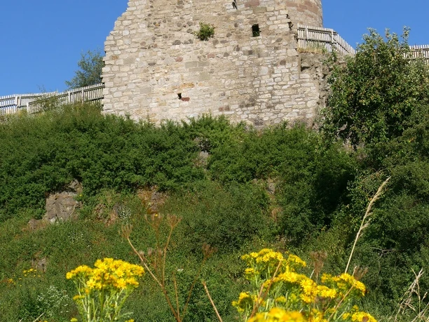 Burgruine Desenberg Die Burgruine Desenberg erhebt sich auf einem grünen Hügel, umgeben von wildem Gelbblumenfeld.